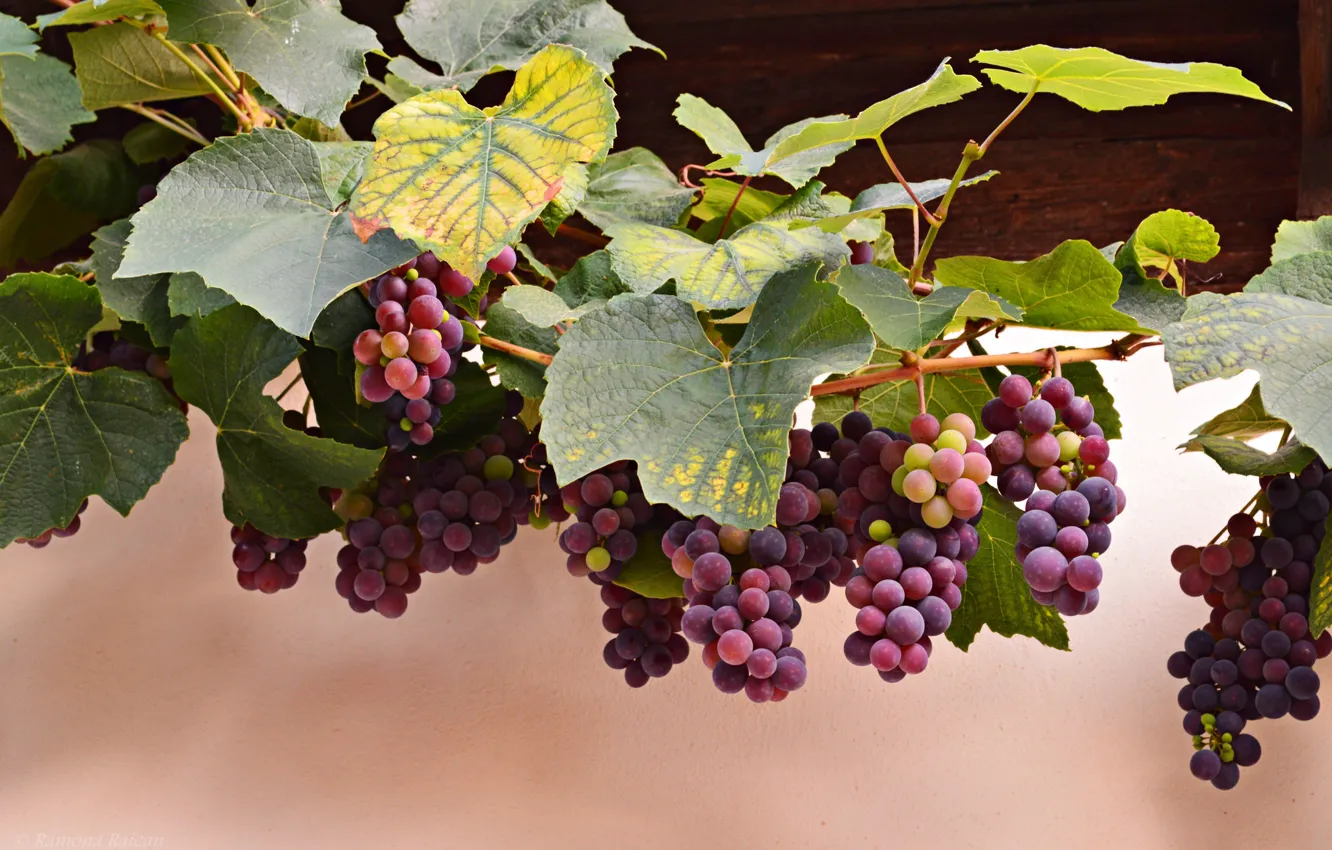Фото обои осень, листья, красный, ягоды, виноград, лоза, грозди