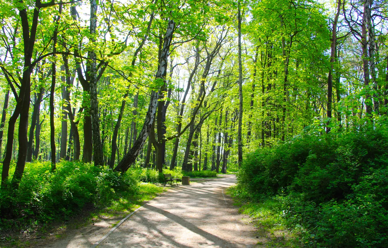 Фото обои green, trees, park, alley
