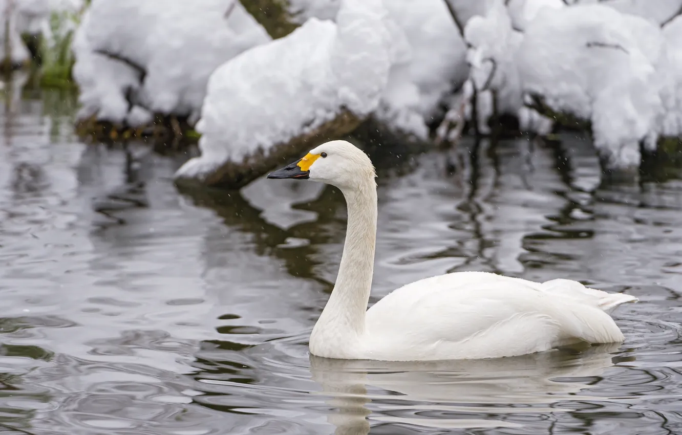 Фото обои белый, снег, рябь, грация, лебедь, шея, водоём
