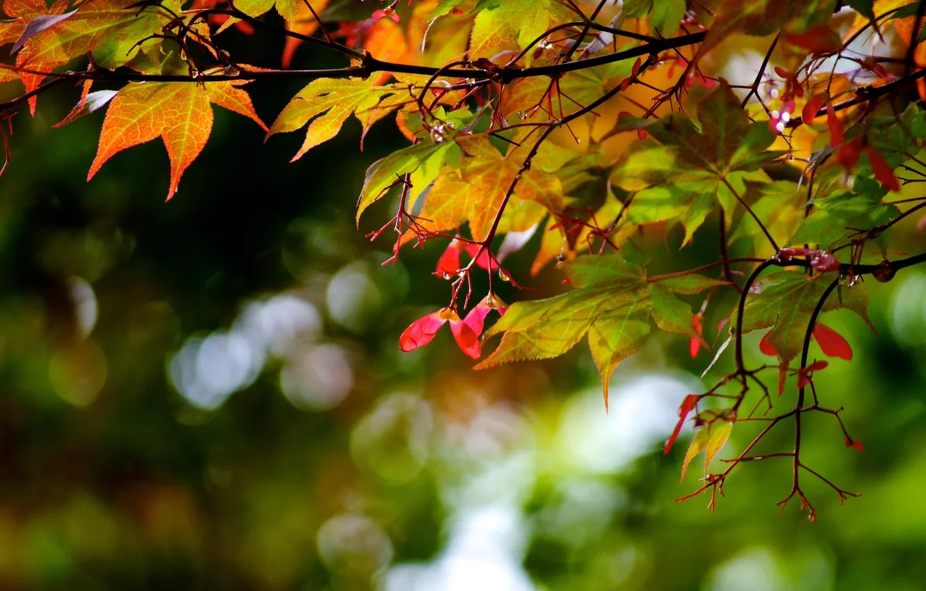 Фото обои осень, лес, листья, цвета, капли, природа, фон, ветви