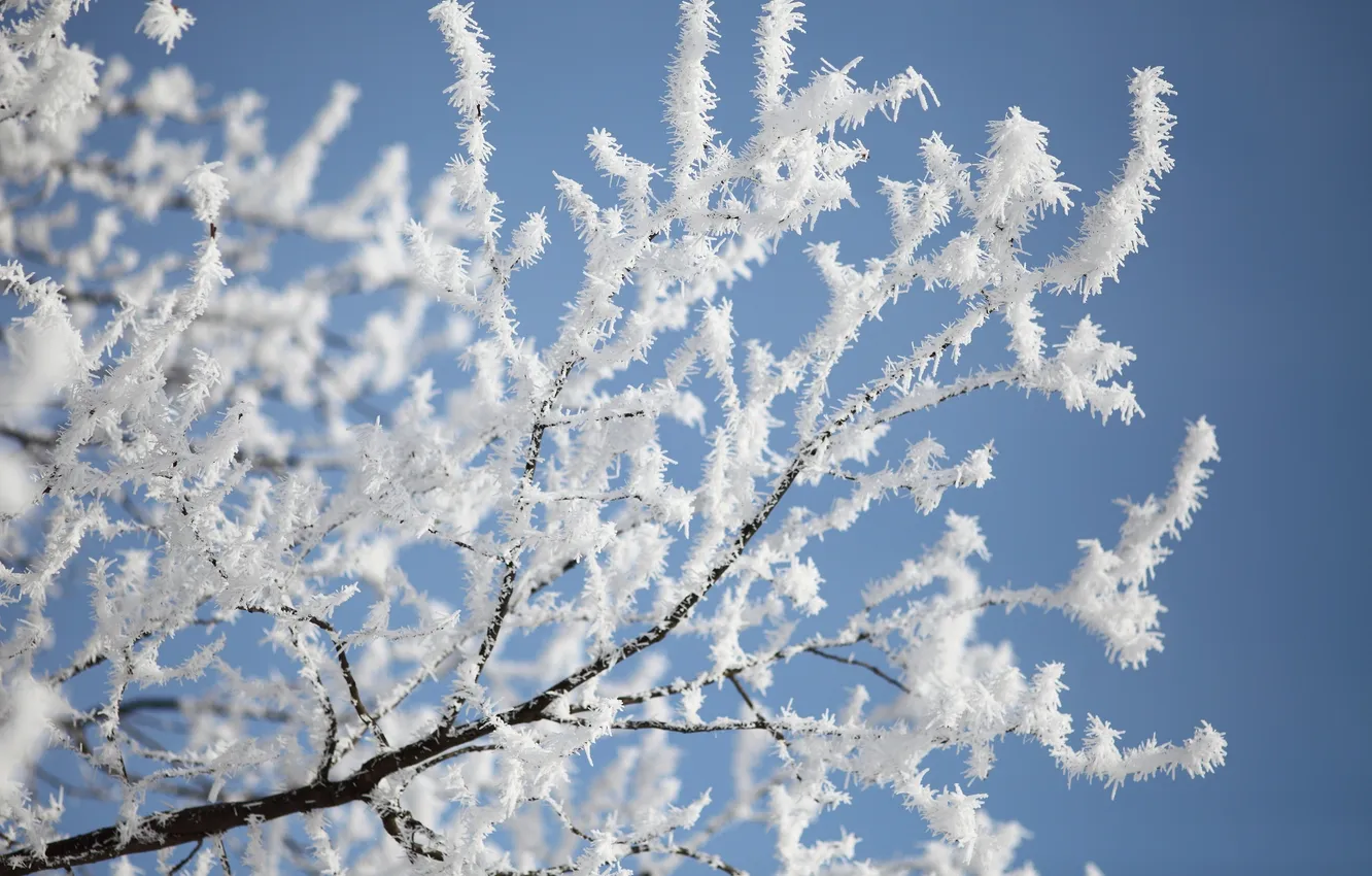Фото обои зима, небо, снег, ветка, изморозь