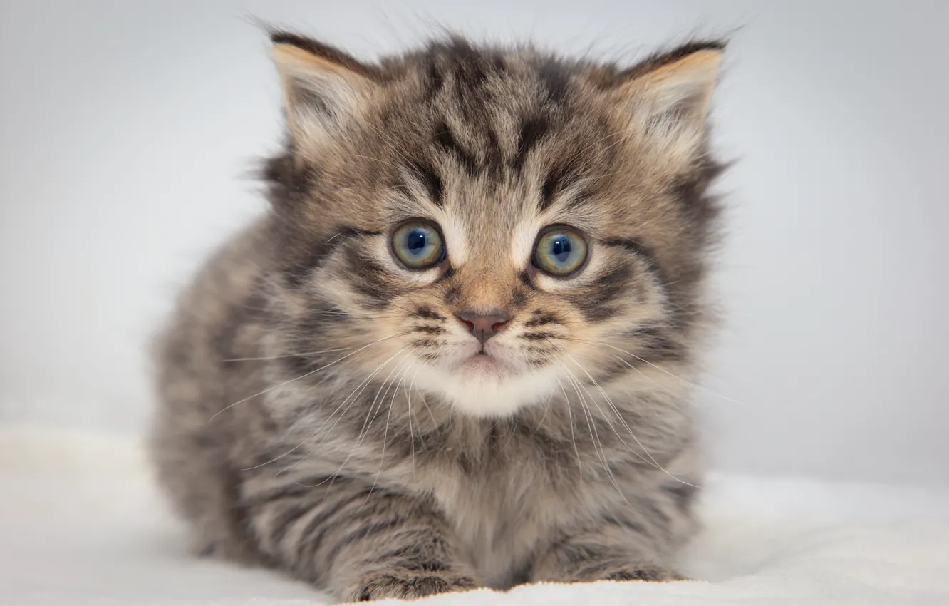 Фото обои кошка, взгляд, поза, серый, милая, белый фон, лежит, котёнок