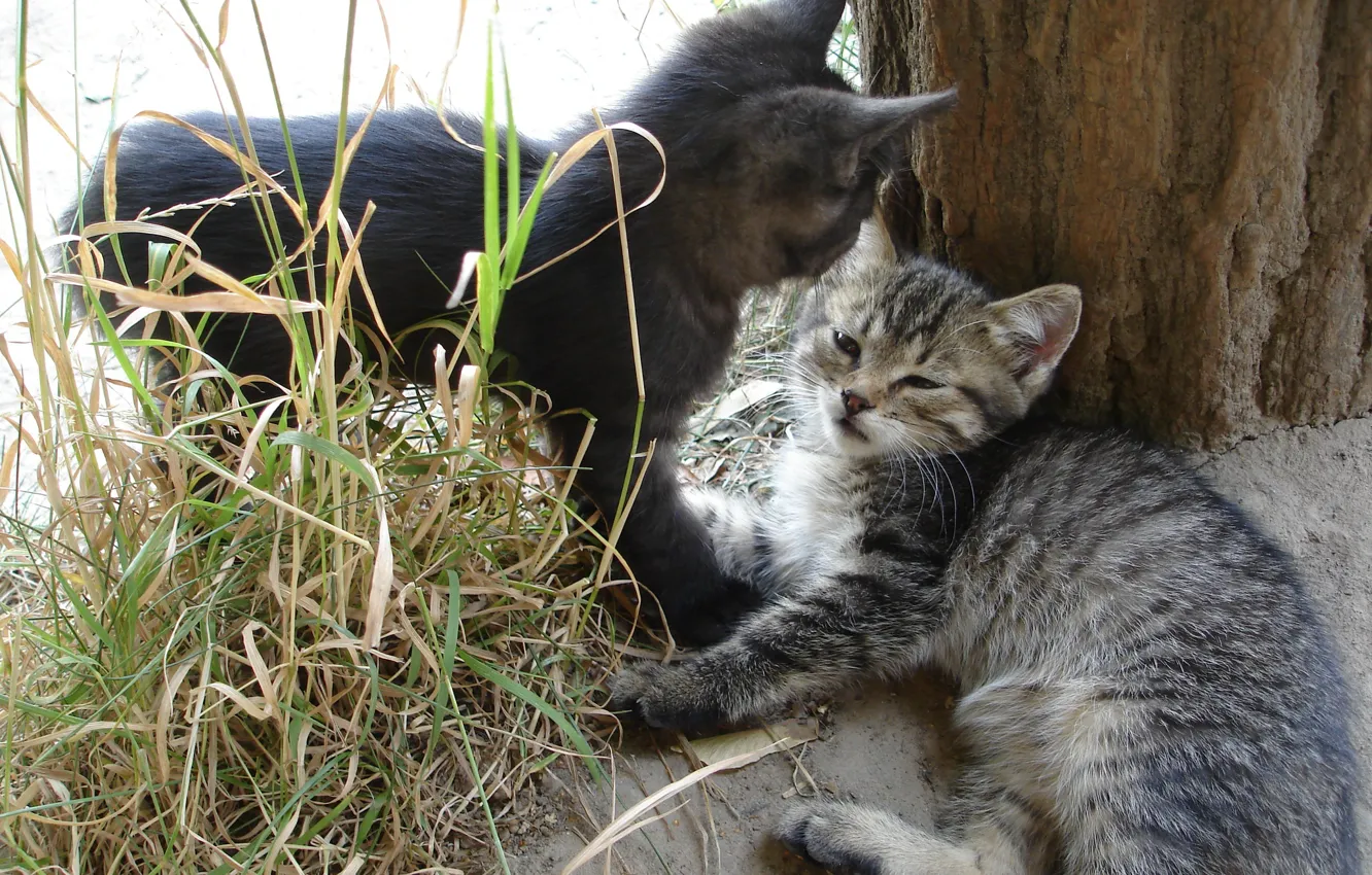 Фото обои животные, котята, полосатый котёнок