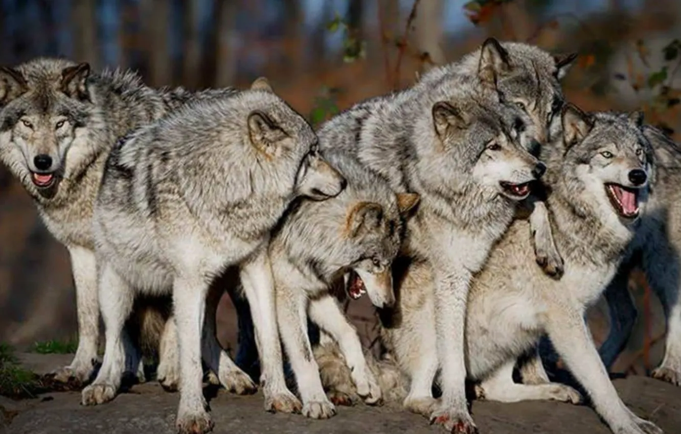 Фото обои Wolves, animals, Wolf, Pack, nature HD wallpaper, THE WOLF PACK