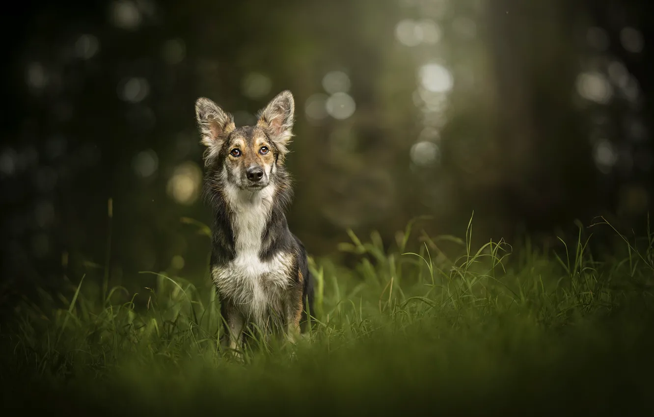 Фото обои зелень, друг, собачка, Peanut