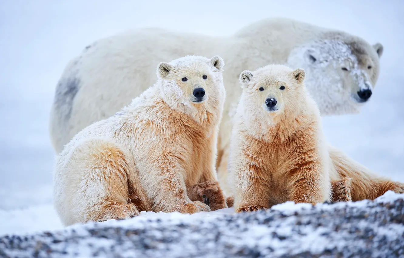 Фото обои зима, взгляд, снег, природа, поза, сугробы, три, медвежонок