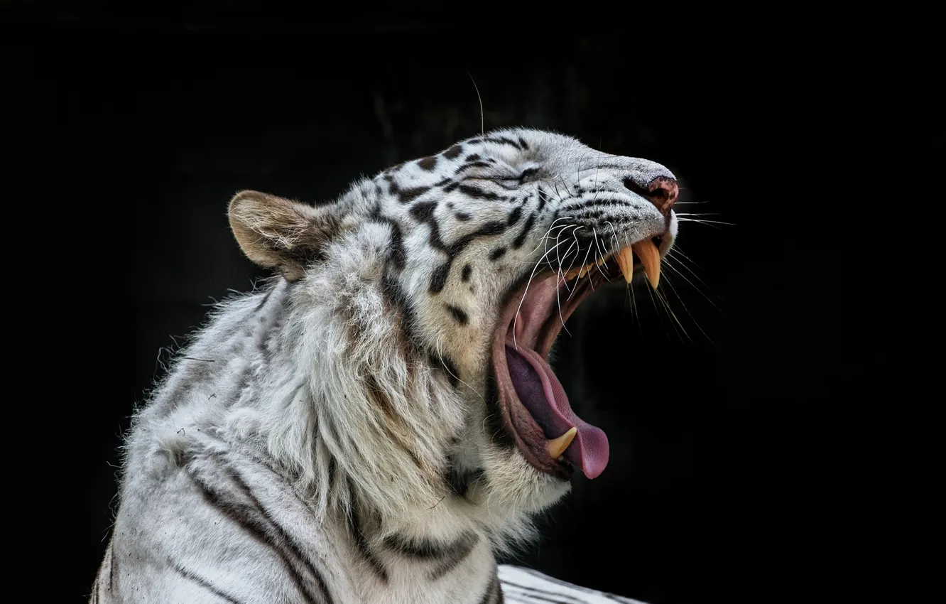 Фото обои кошка, пасть, клыки, белый тигр, зевает