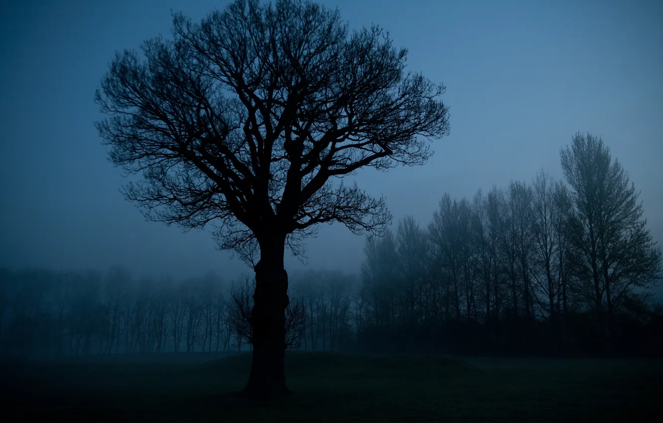Фото обои небо, деревья, ночь, природа, силуэты, мрачно