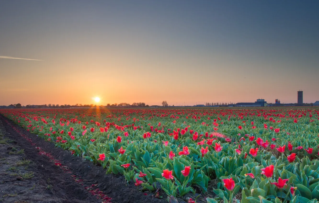 Фото обои поле, рассвет, тюльпаны, красные