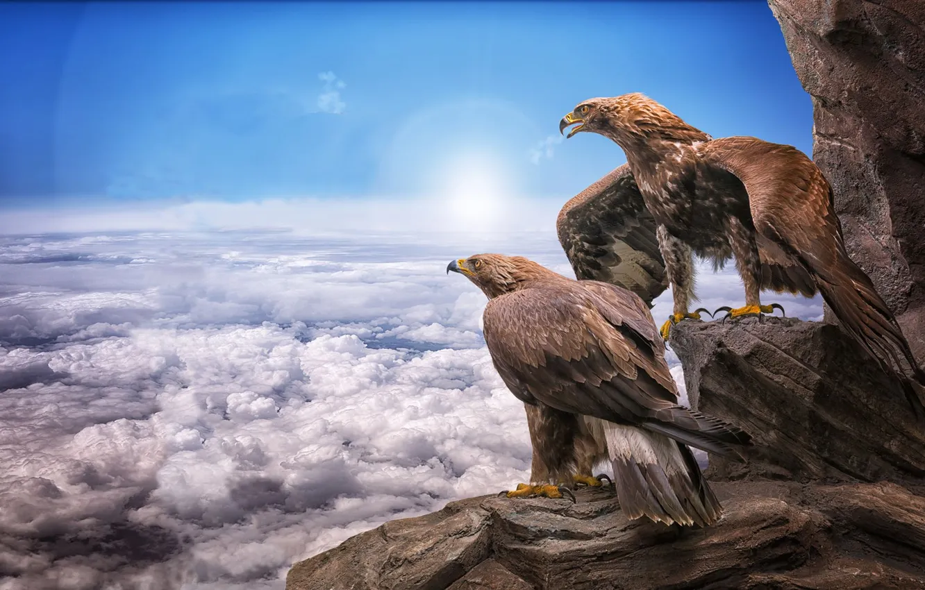 Фото обои rock, birds, eagles