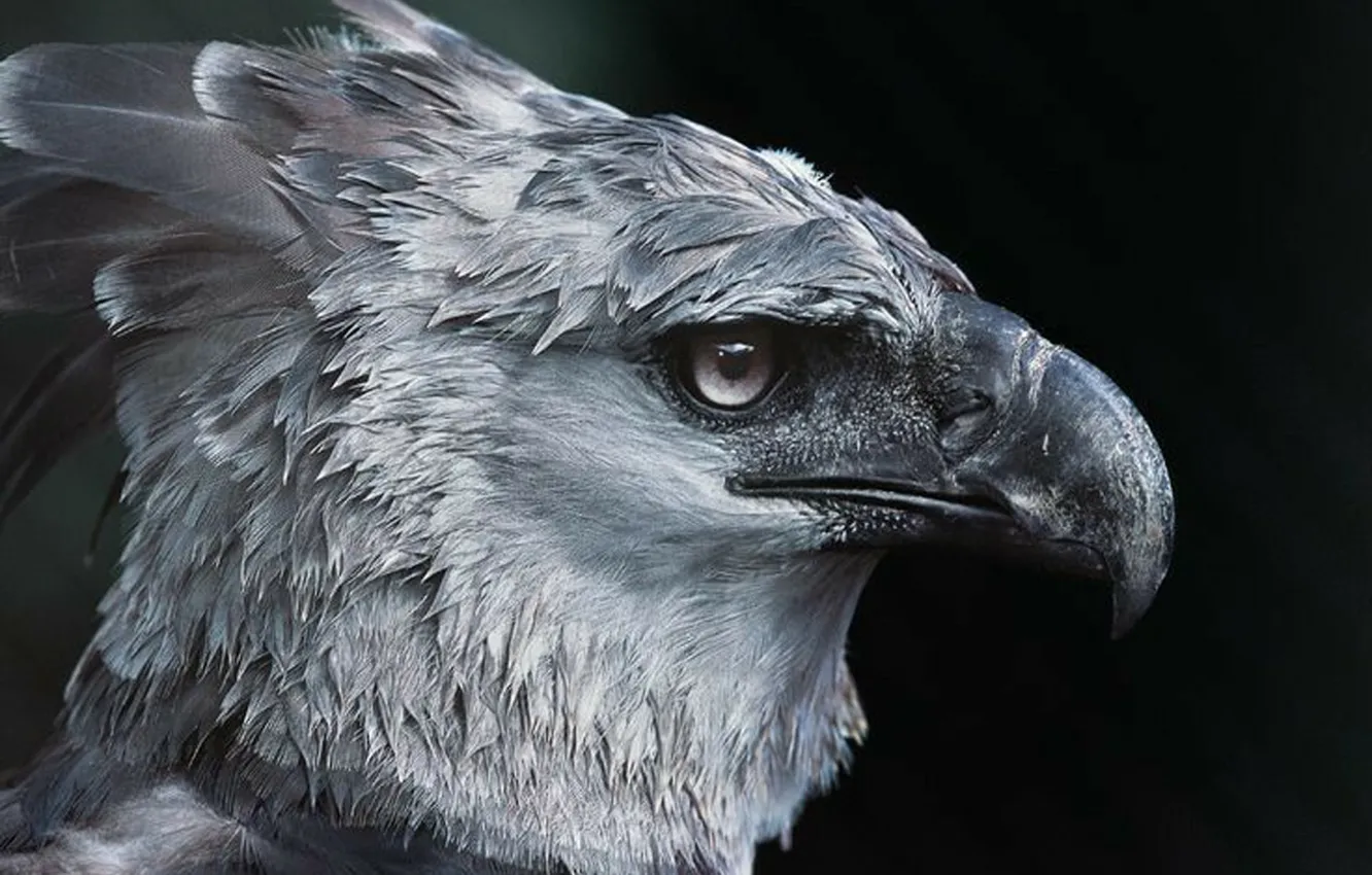 Фото обои bird, eagle, harpy, monkey killer