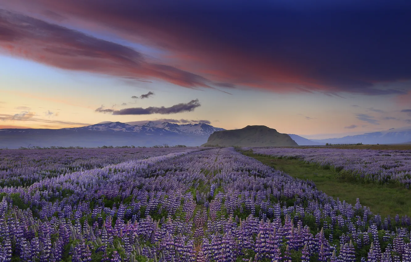 Фото обои небо, облака, закат, цветы, горы, вечер, Исландия, сиреневые