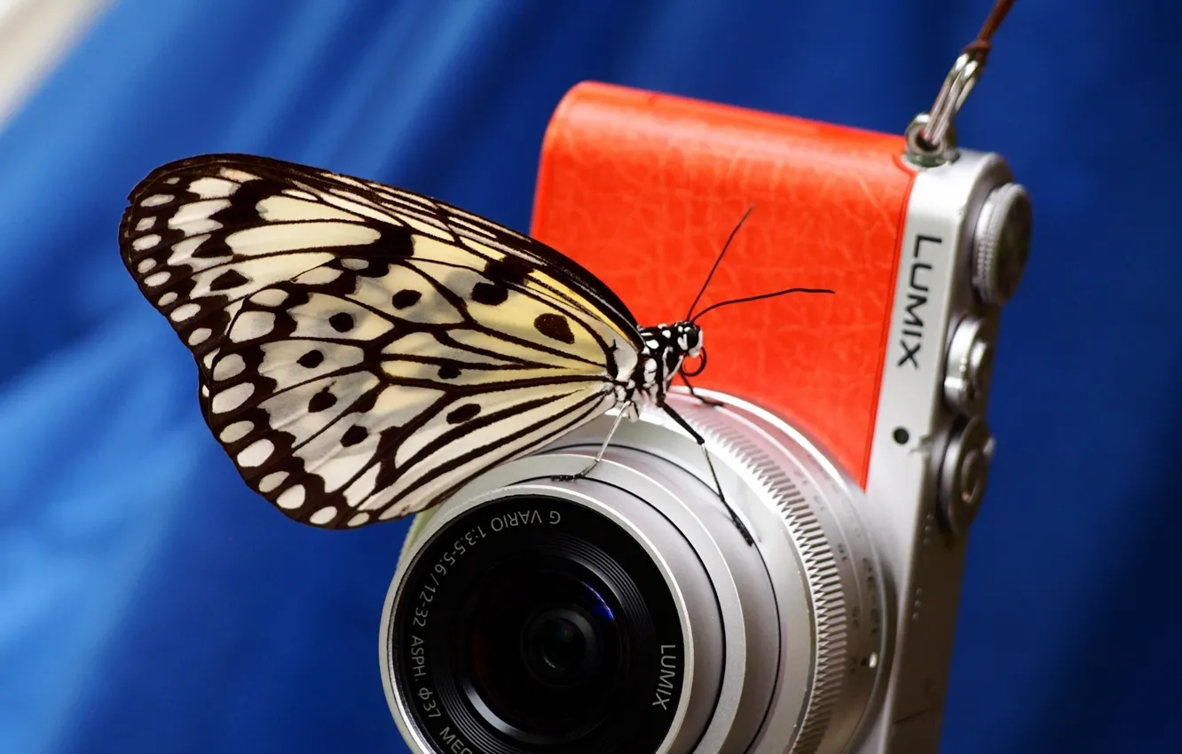 Фото обои макро, фон, бабочка, камера