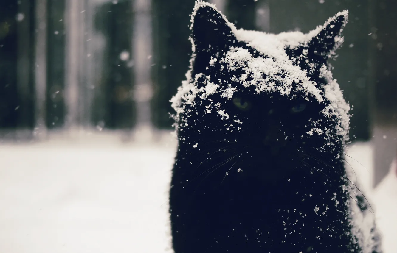 Фото обои глаза, кот, взгляд, снег, фон, котэ, угрюмый