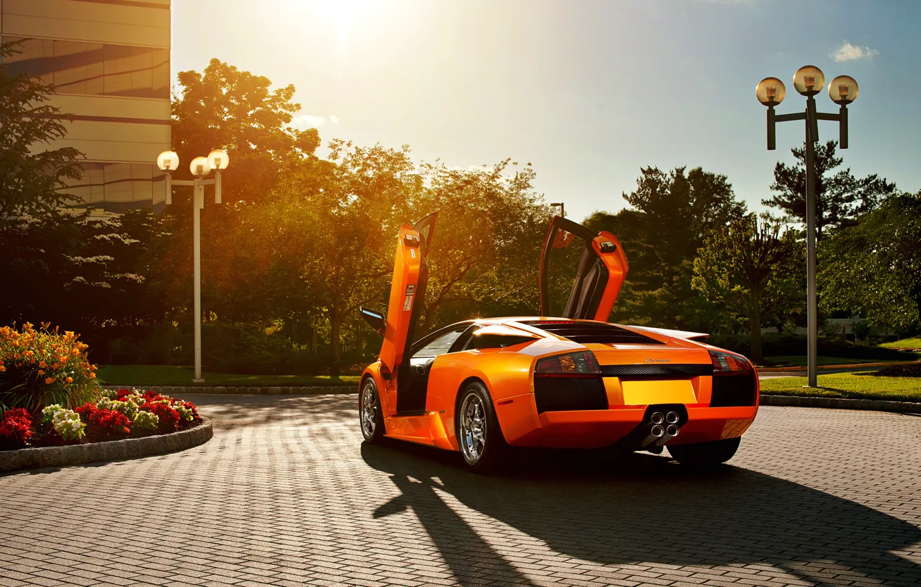 Фото обои цветы, оранжевый, Lamborghini, брусчатка, блик, ламборджини, Murcielago, открытые двери