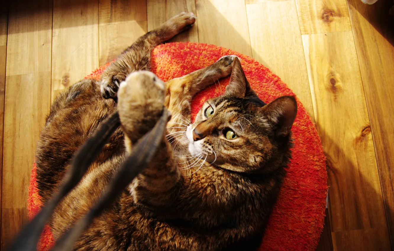 Фото обои кошка, игра, лапы