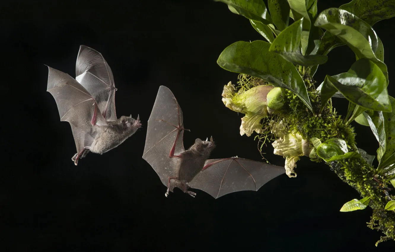 Фото обои цветок, ночь, Летучая мышь, Пара