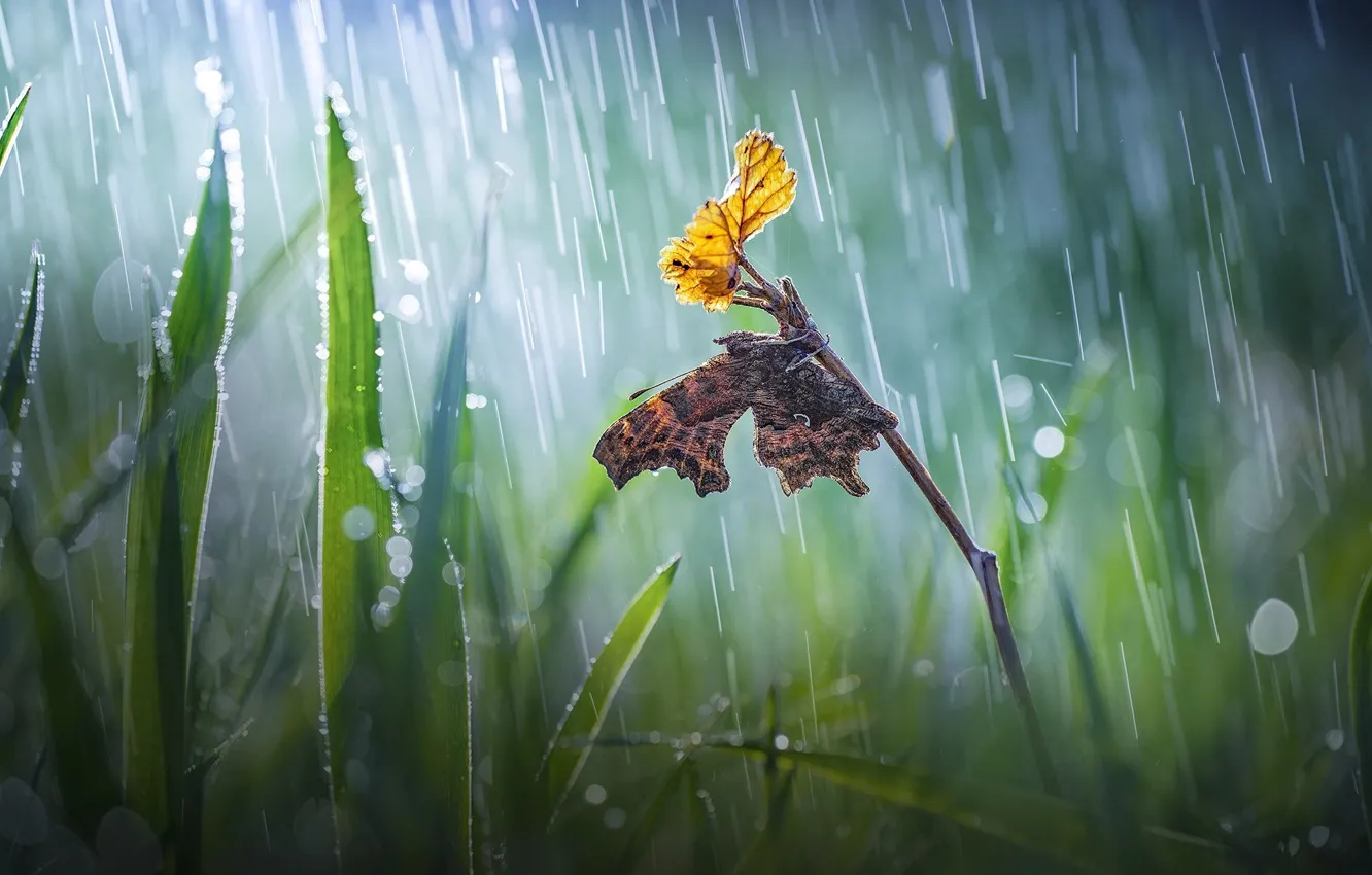 Фото обои трава, макро, природа, лист, веточка, дождь, бабочка, боке