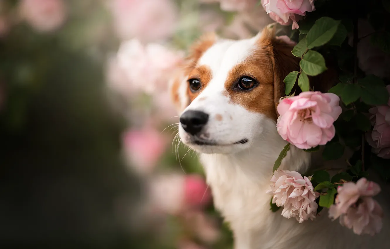 Фото обои взгляд, морда, цветы, портрет, розы, собака, боке
