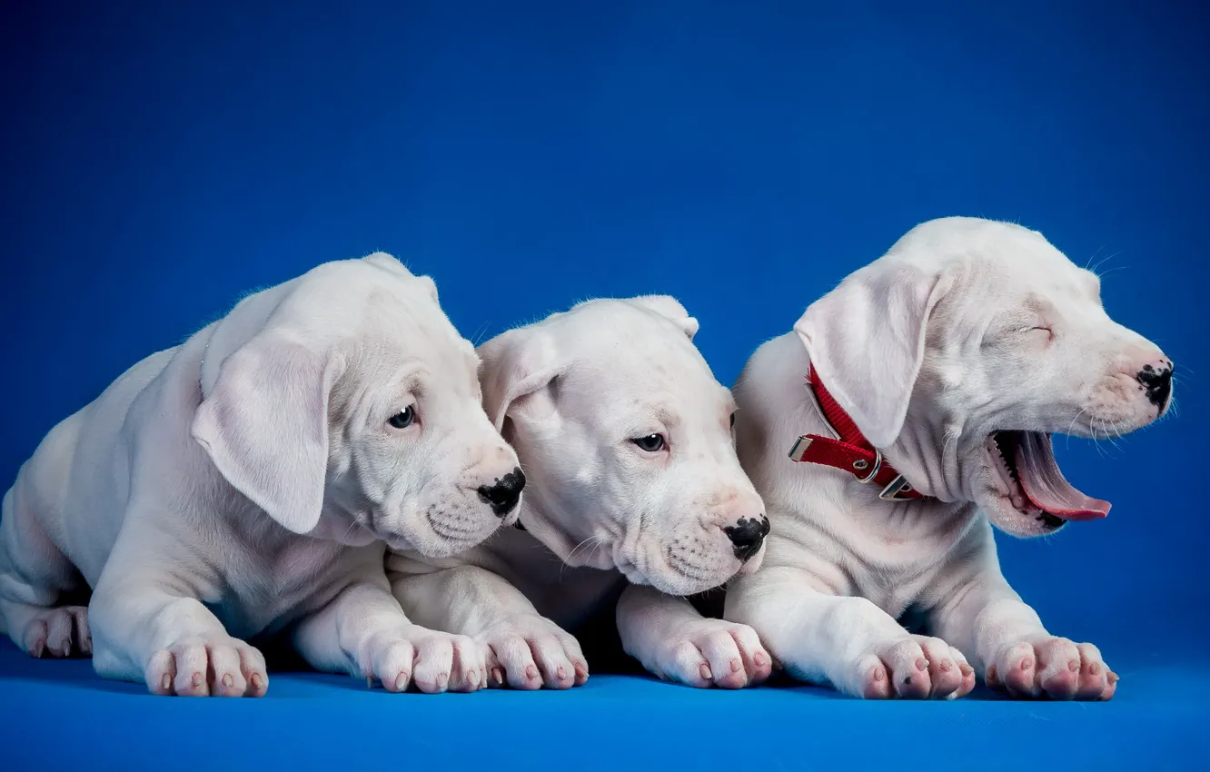 Фото обои фон, собака, щенок