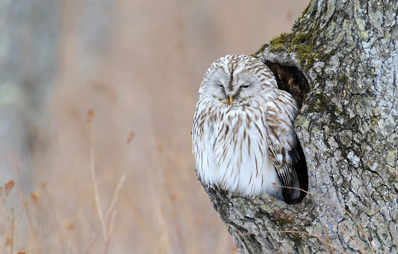 Фото обои деревья, сова, птица, дупло
