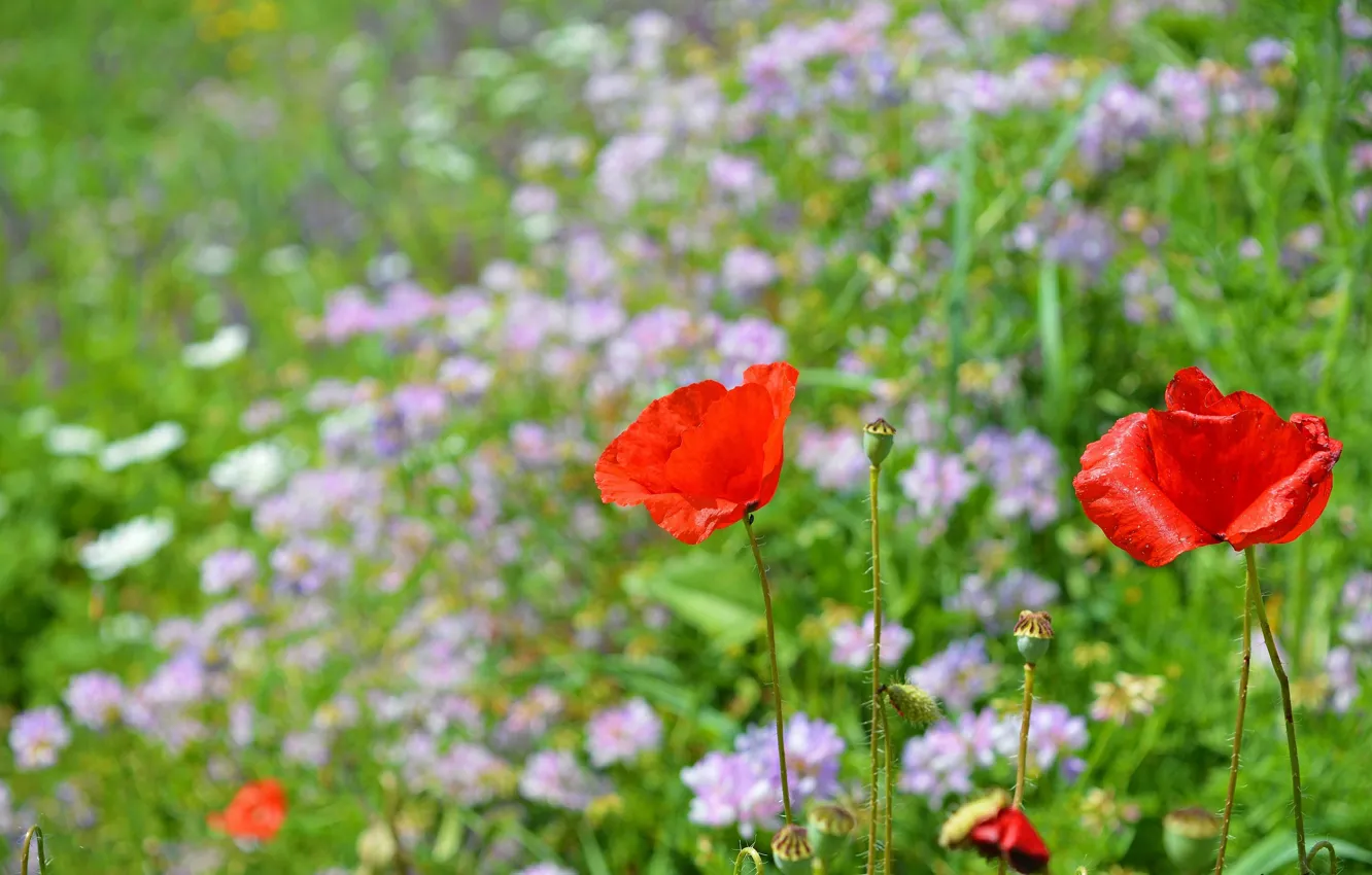 Фото обои Весна, Маки, Spring, Poppies
