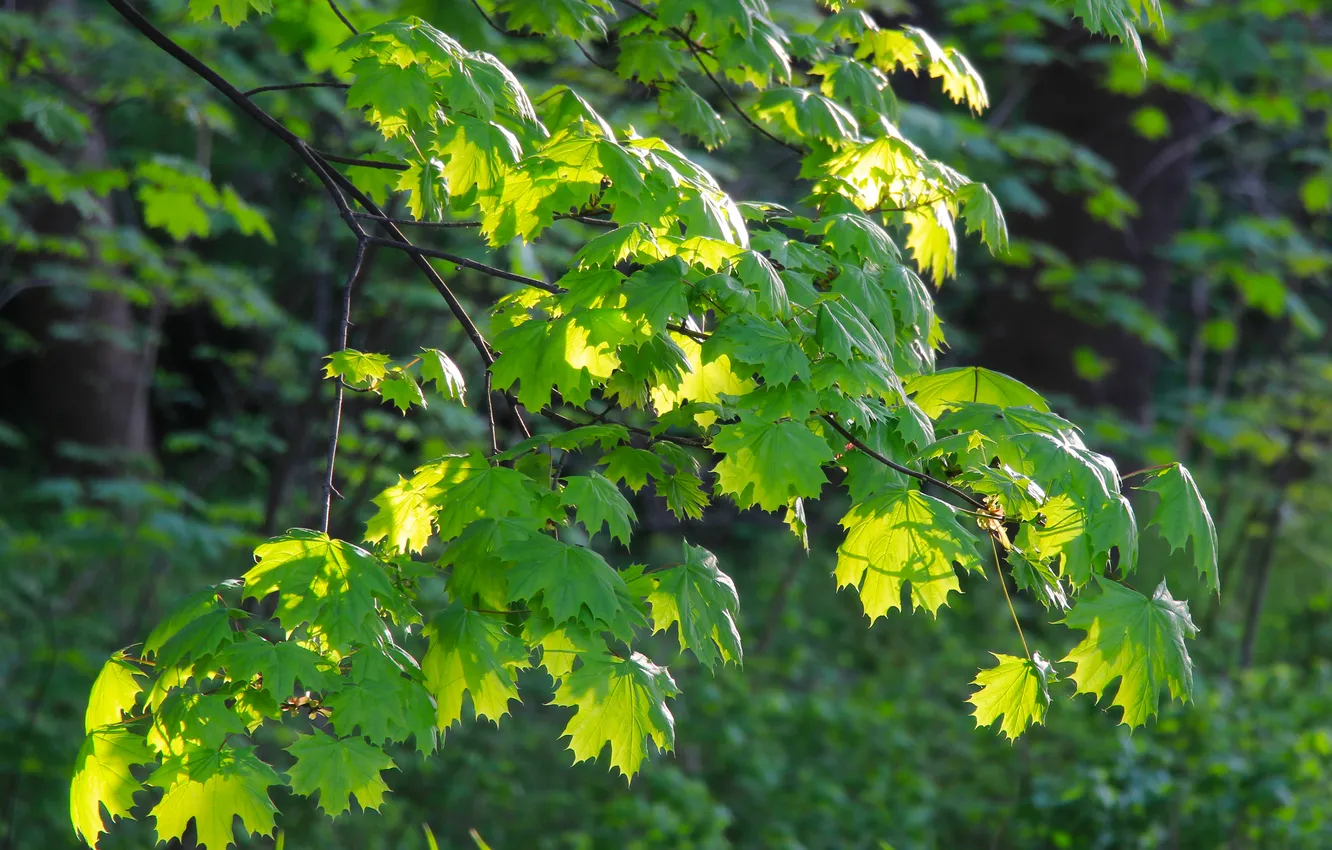 Фото обои leafs, spring, twig