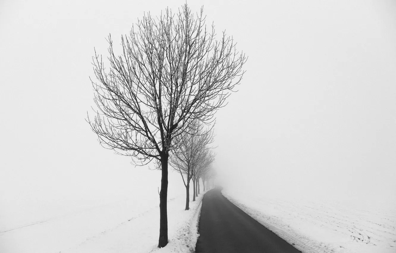 Фото обои зима, дорога, дерево