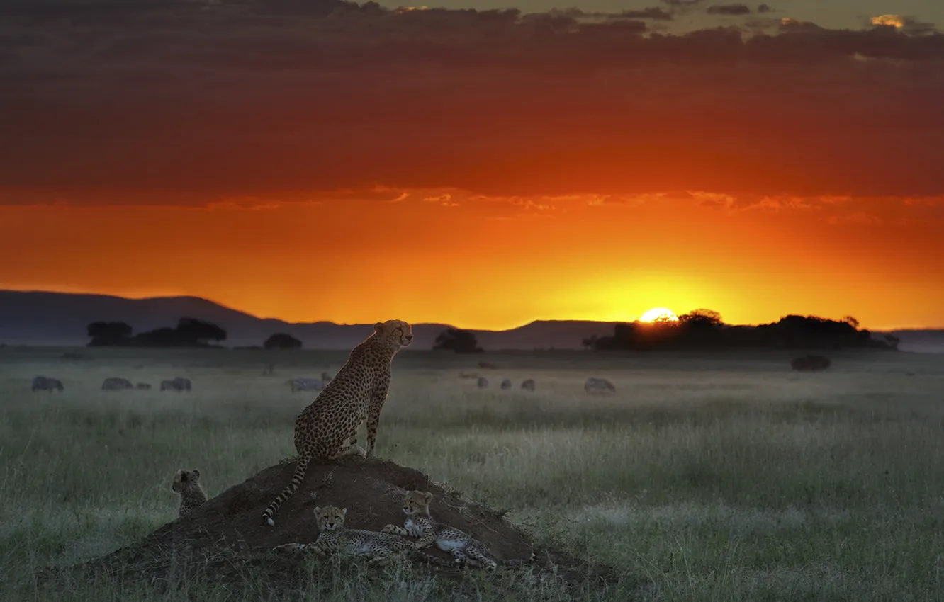 Фото обои поле, закат, гепард, буйволы, гепарды