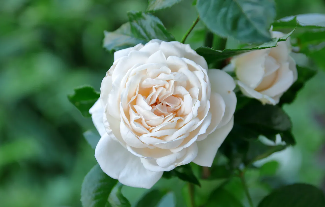 Фото обои макро, роза, лепестки, бутоны, белая роза