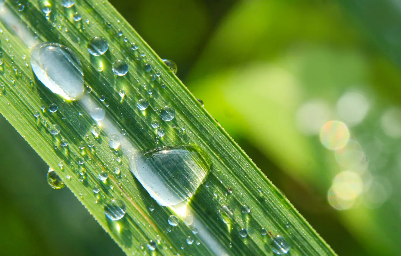 Фото обои grass, drops, plant
