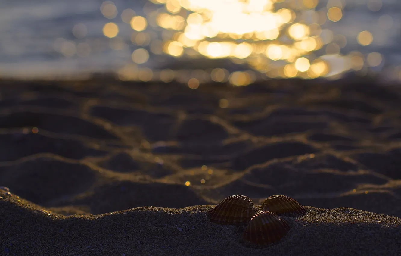 Фото обои песок, пляж, блики, три, ракушки, боке