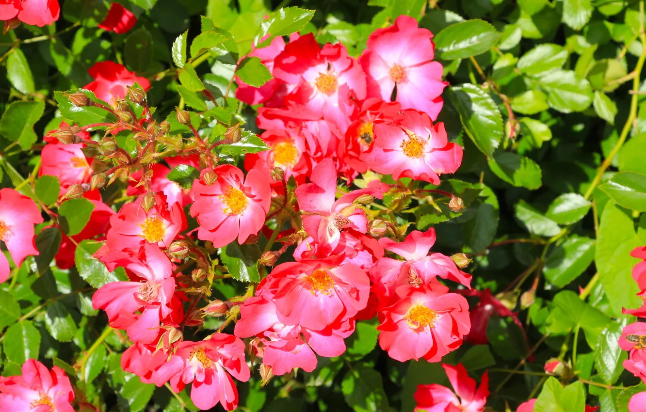 Фото обои flower, pink, roses