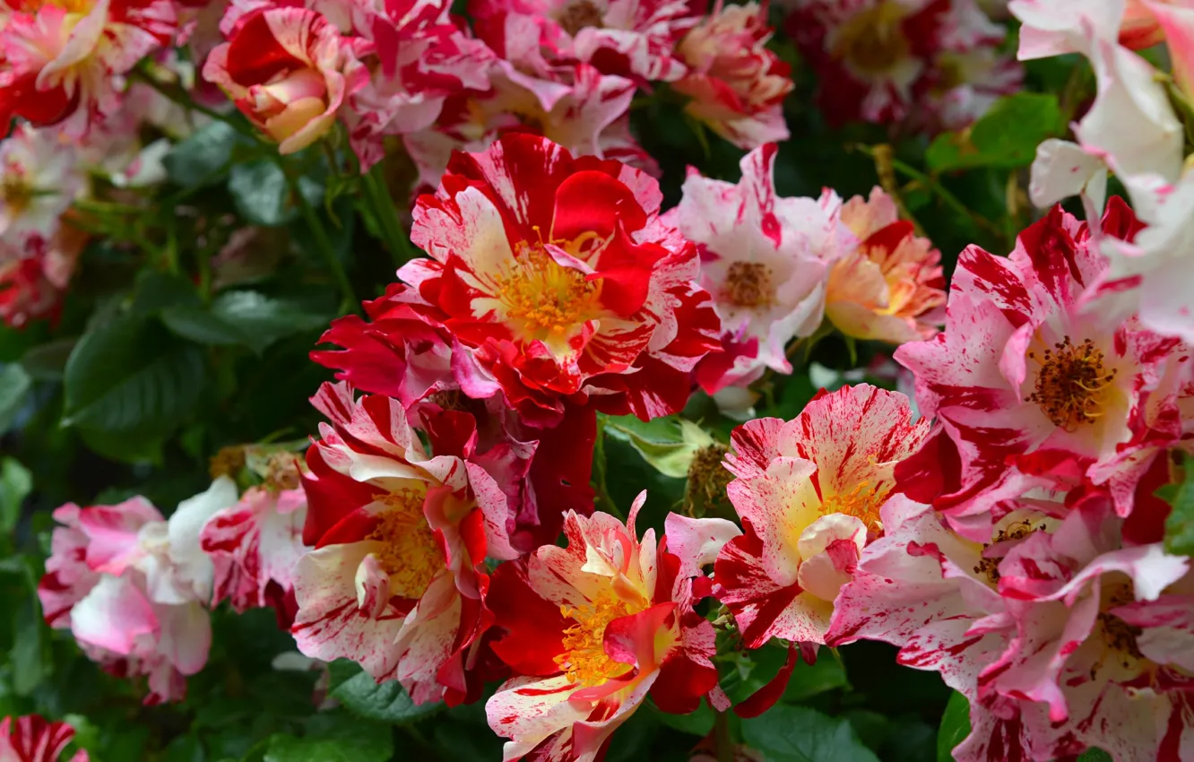 Фото обои Розы, Roses, Red roses