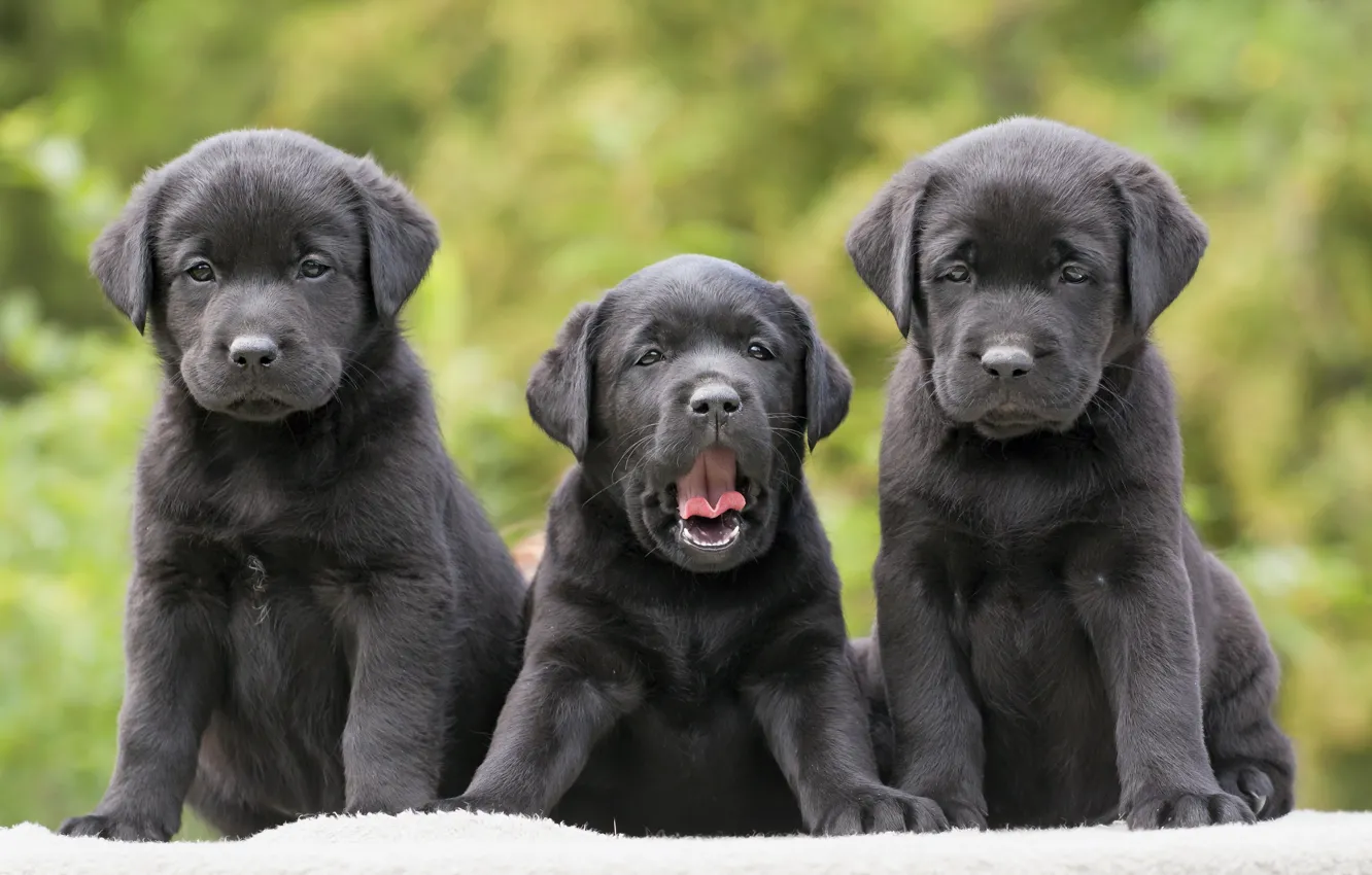 Фото обои собаки, щенки, трио, троица