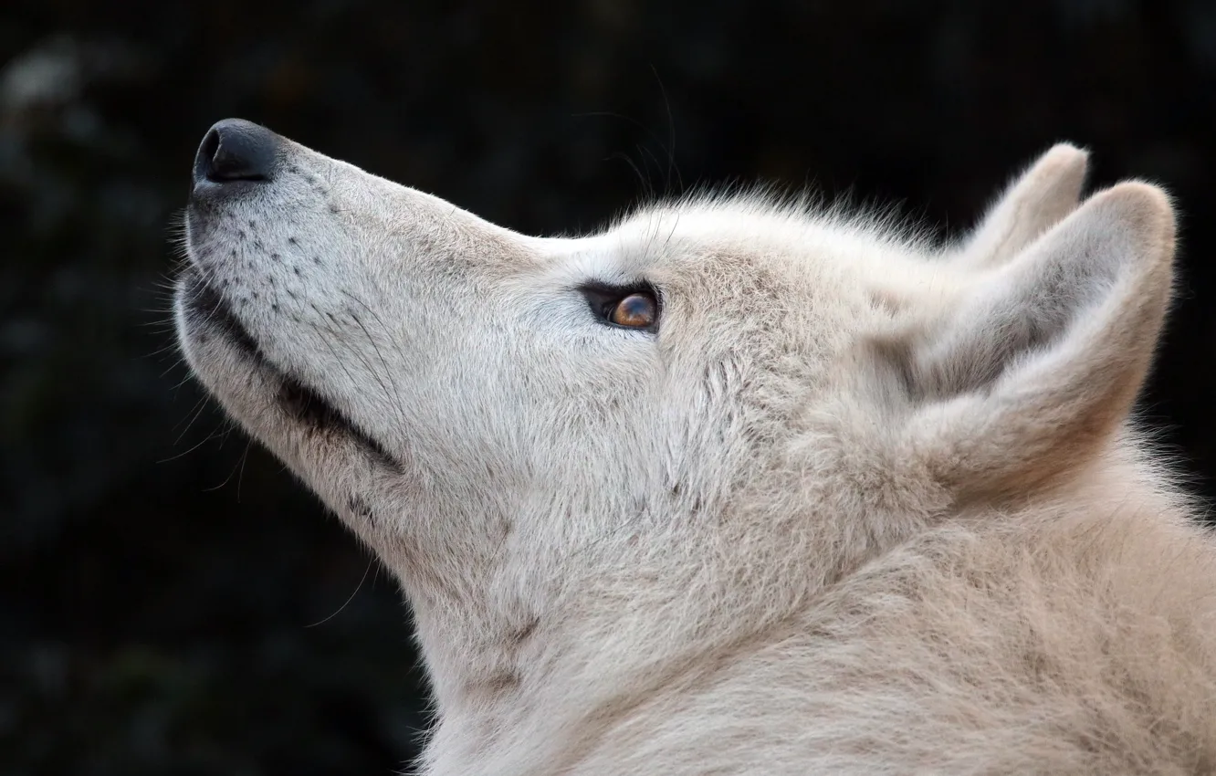 Фото обои белый, волк, шерсть
