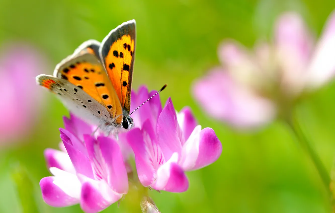 Фото обои цветок, лето, макро, природа, розовый, бабочка, клевер, насекомое