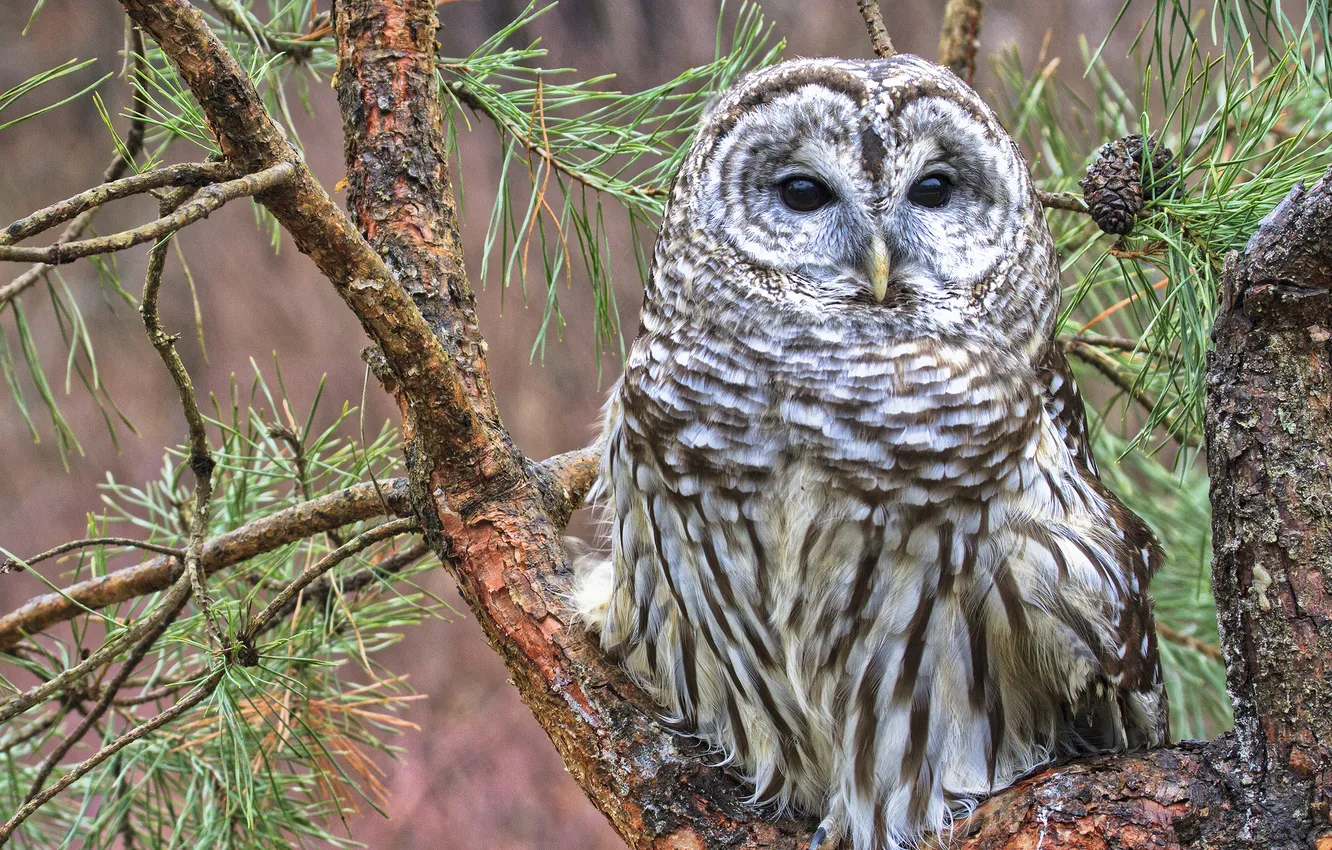 Фото обои иголки, ветки, дерево, сова, сосна, пёстрая неясыть, Barred owl