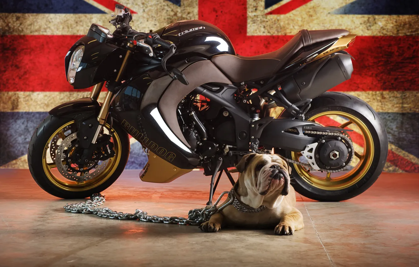 Фото обои собака, флаг, бульдог, bike, triumph speed tripple bulldog, триумф