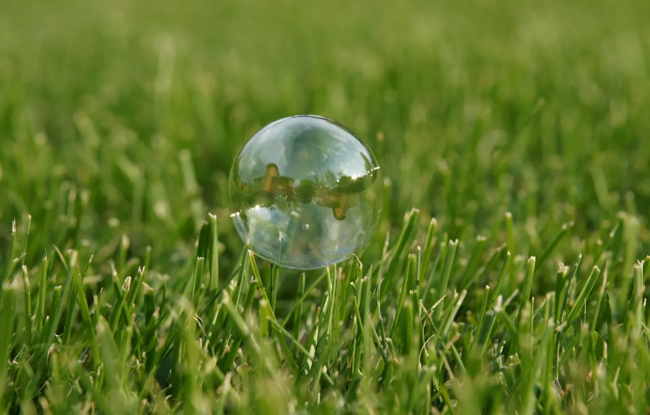 Фото обои Grass, Green, Bubble