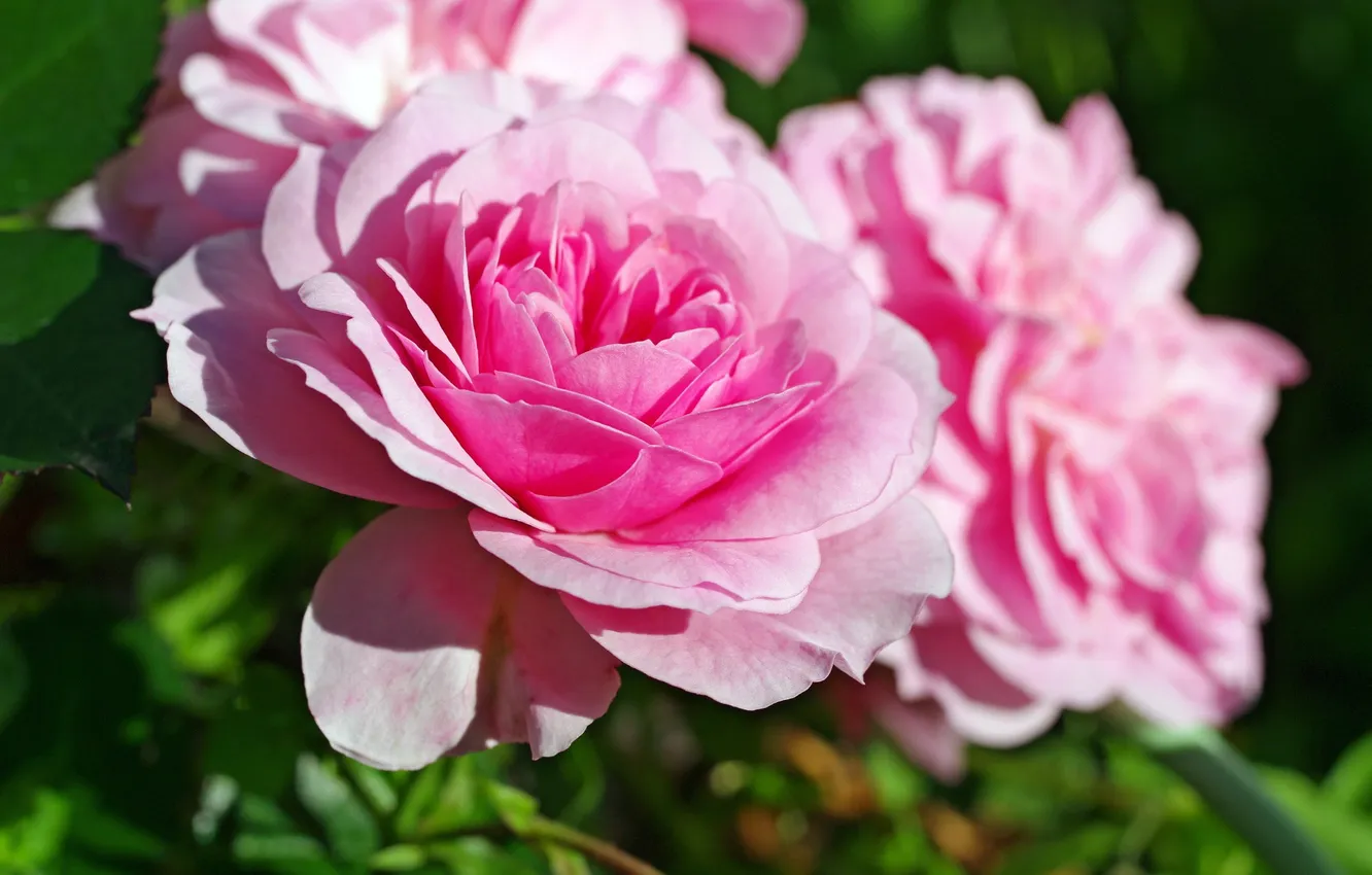 Фото обои розовый, розы, лепестки