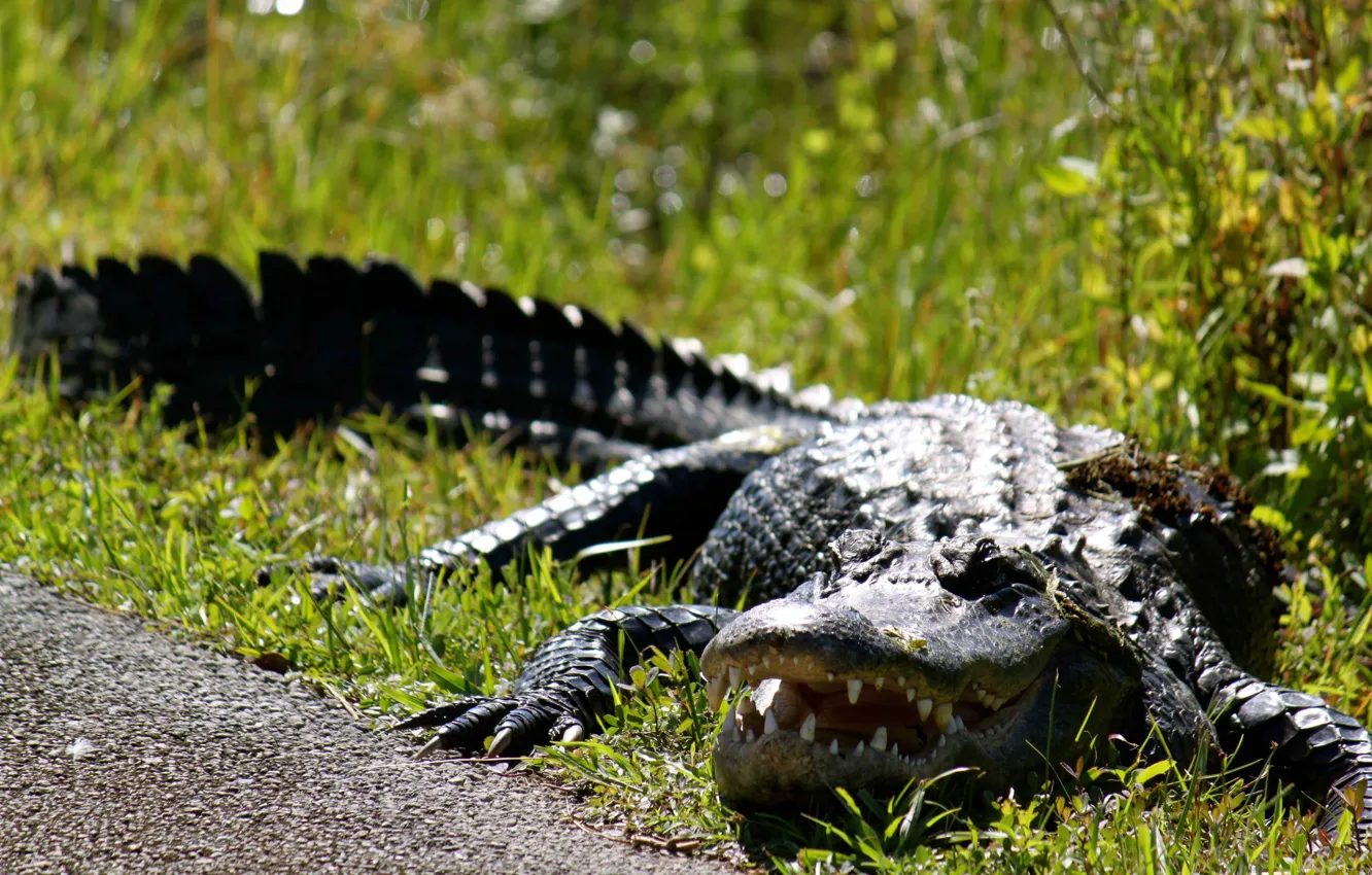 Фото обои grass, Crocodile, reptile, Alligator