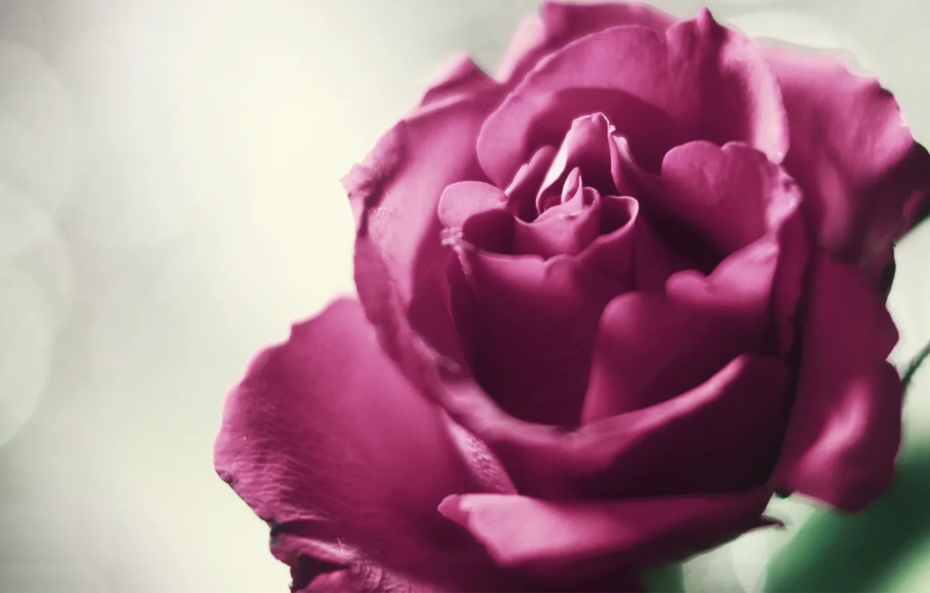 Фото обои цветок, фон, розовая, роза, лепестки