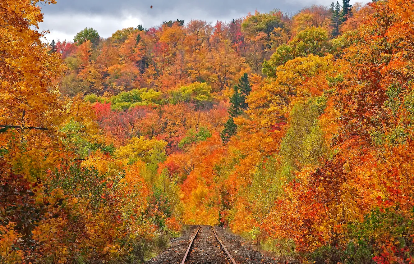 Фото обои дорога, осень, лес, листья, деревья, рельсы, склон