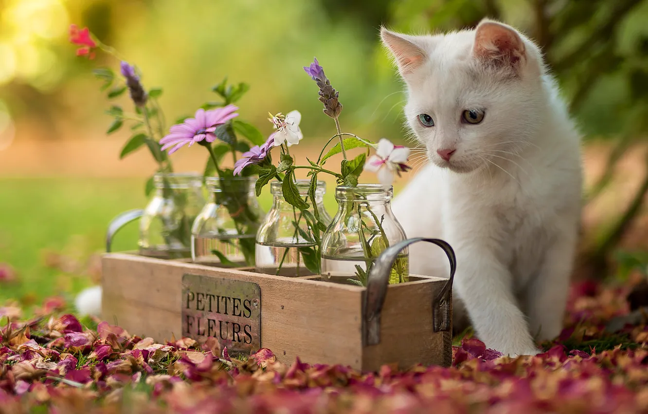 Фото обои кошка, белый, взгляд, цветы, природа, котенок, фон, лепестки
