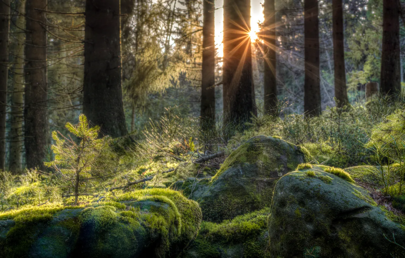 Фото обои лес, камни, мох, Германия, лучи солнца, Baden-Württemberg, Schwarzwald