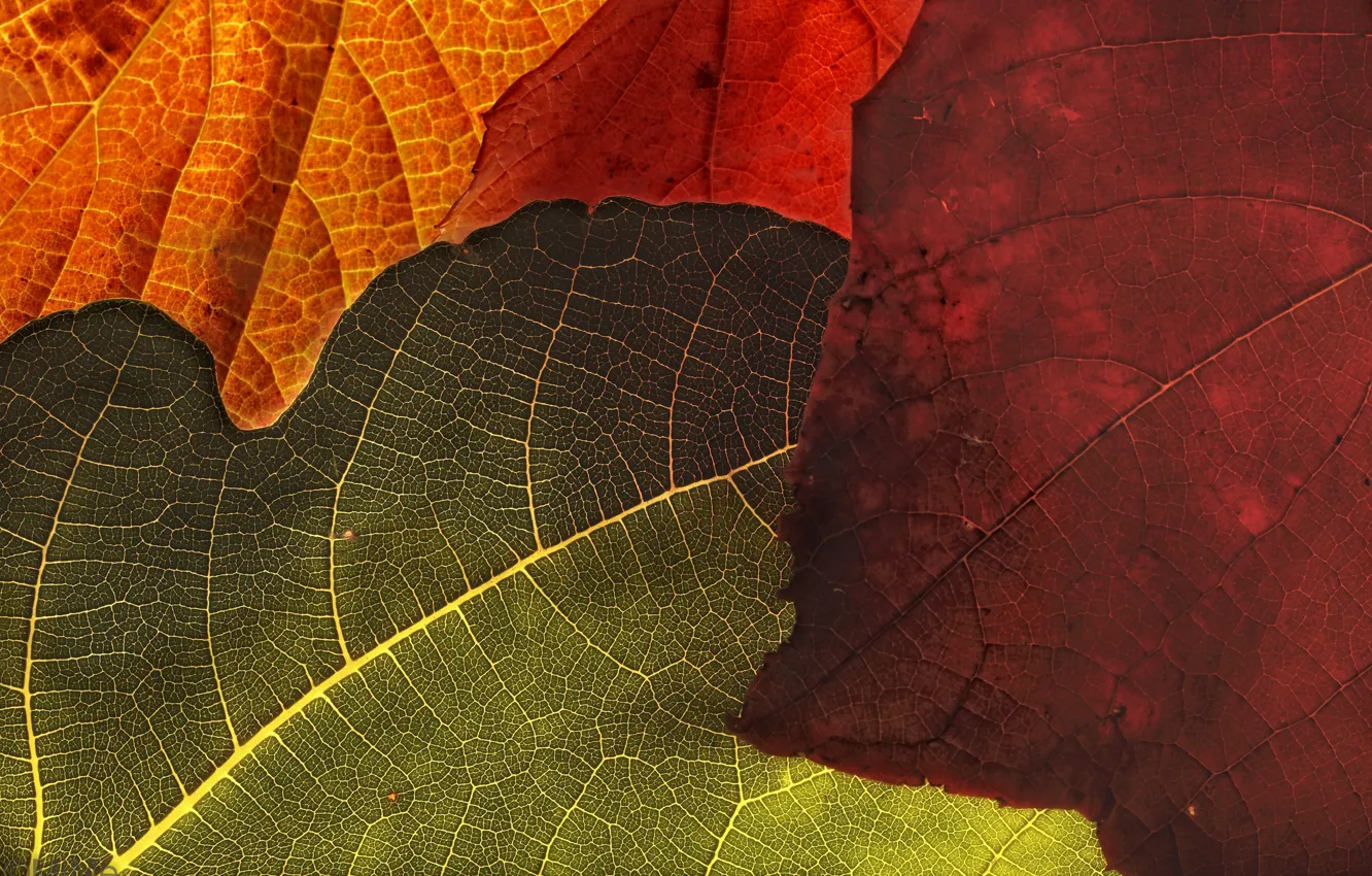 Фото обои листья, макро, фон, цвет