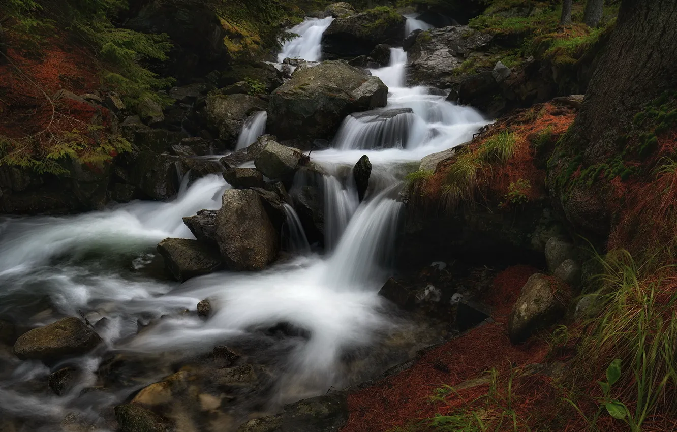 Фото обои лес, вода, пейзаж, природа, темный фон, камни, водопад, поток