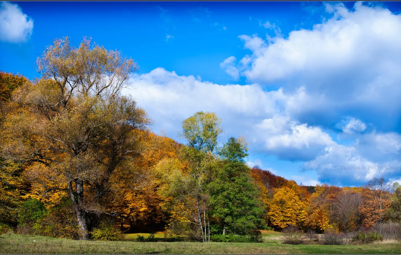 Фото обои осень, небо, облака, деревья, листва