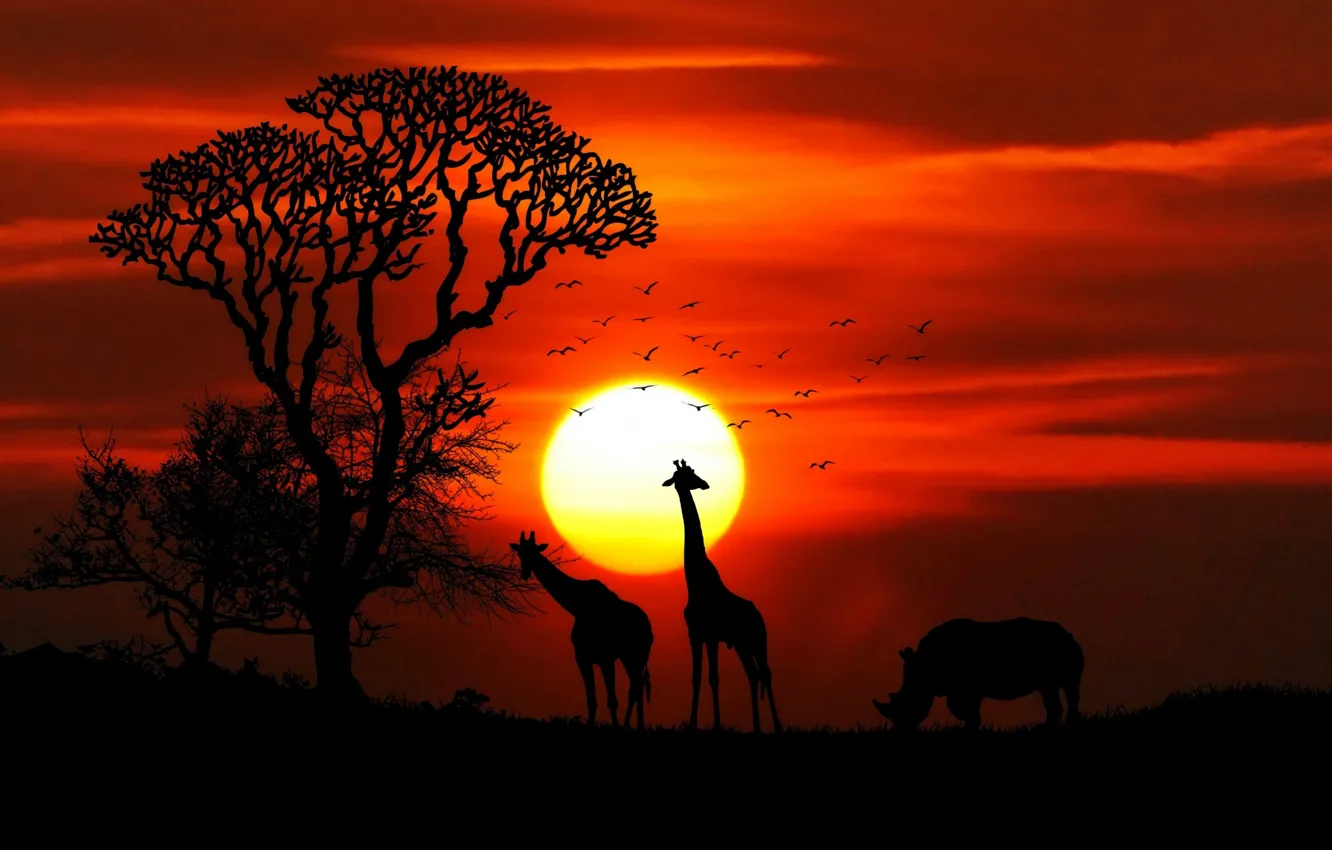 Фото обои Nature, Sunset, Animal, Savannah